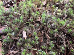 Polytrichum commune