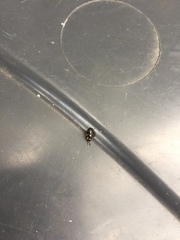 Glischrochilus hortensis