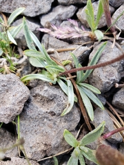 Raillardella argentea