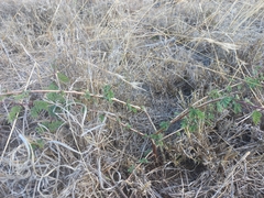 Dichrostachys
