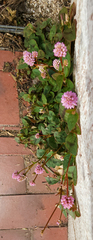 Persicaria capitata