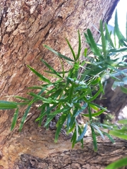 Asparagus falcatus