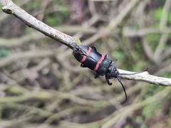 Ceroplesis orientalis