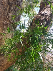 Asparagus falcatus
