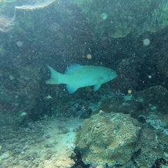 Plectropomus leopardus