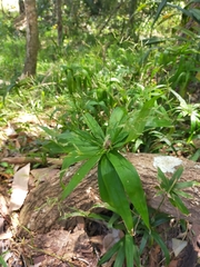 Cyperus albostriatus