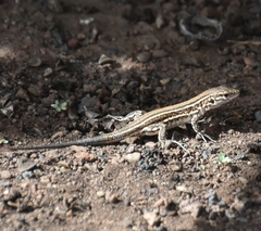 Gallotia stehlini