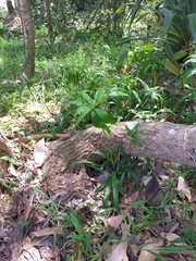 Cyperus albostriatus