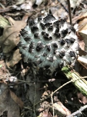 Strobilomyces confusus