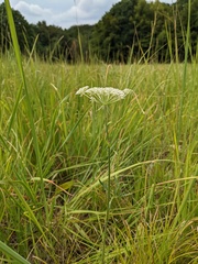 Silphiodaucus prutenicus