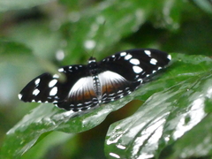 Aterica galene
