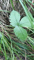 Fragaria vesca