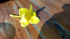 Allamanda