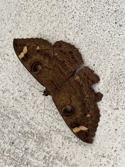 Erebus hieroglyphica