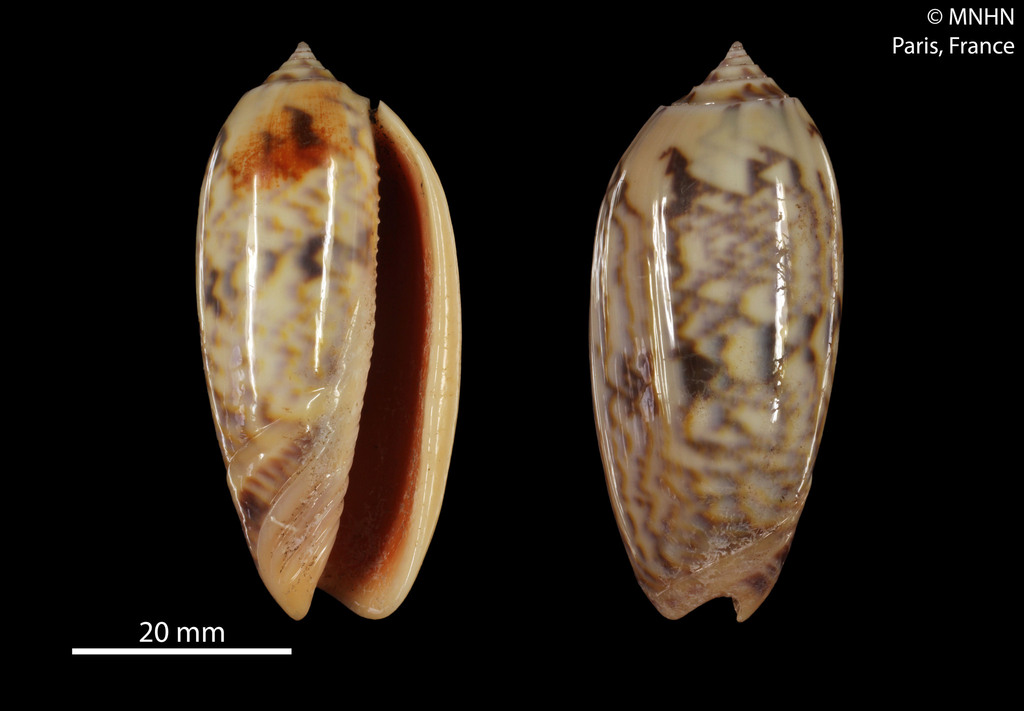 gold-mouthed olive