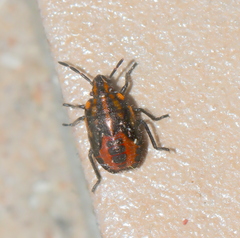 Agonoscelis