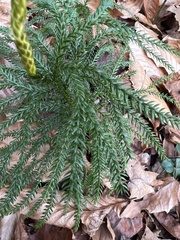 Dendrolycopodium hickeyi
