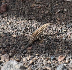 Gallotia stehlini
