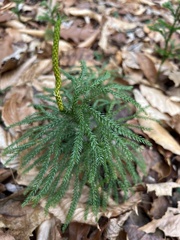 Dendrolycopodium hickeyi