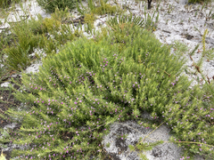 Muraltia satureioides