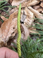 Dendrolycopodium hickeyi