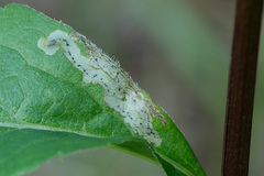 Phytomyza solidaginis