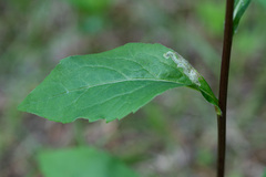 Phytomyza solidaginis