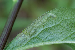 Phytomyza solidaginis