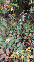 Symphyotrichum urophyllum