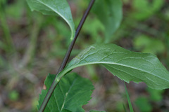 Phytomyza solidaginis