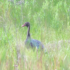 Plectropterus gambensis