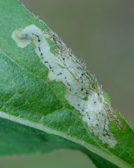 Phytomyza solidaginis