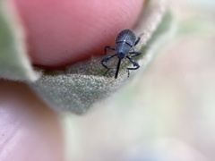 Anthonomus albopilosus