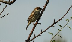 Passer hispaniolensis
