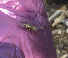 Raphidiinae