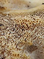 Pseudospongipellis unicolor