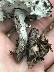 Strobilomyces confusus