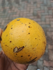 Strychnos madagascariensis