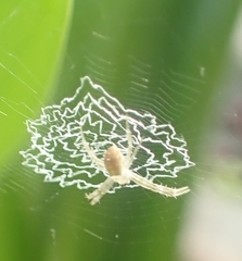 Argiope anasuja