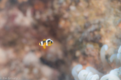 Amphiprion bicinctus