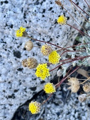 Trichoptilium incisum