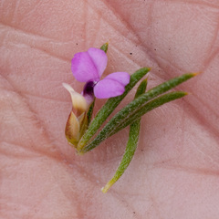 Muraltia satureioides