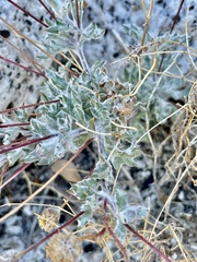 Trichoptilium incisum