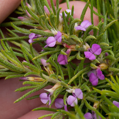 Muraltia satureioides