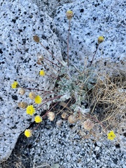 Trichoptilium incisum