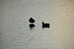 Anas platyrhynchos platyrhynchos