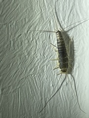 Ctenolepisma longicaudatum