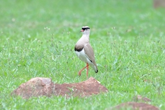 Vanellus coronatus