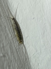 Ctenolepisma longicaudatum