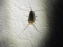 Ctenolepisma longicaudatum
